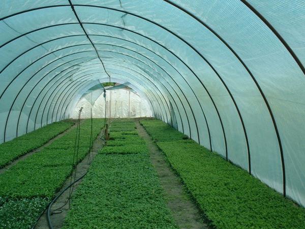 Tieniaca sieťka na fóliovník 7,5m x 25m