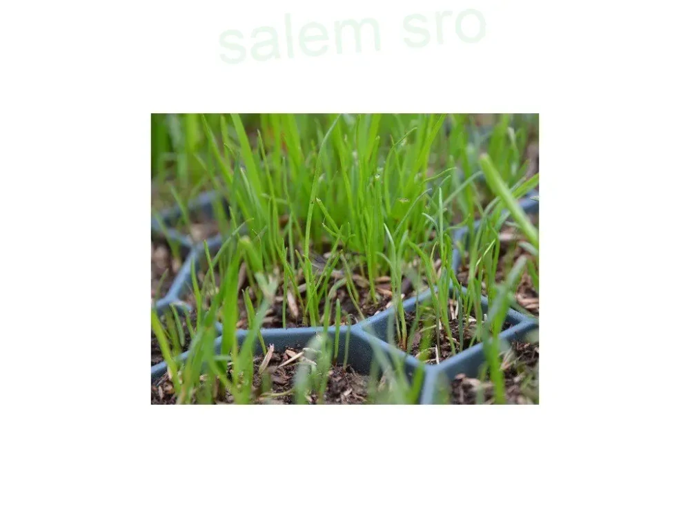 Zatrávňovacia dlažba 57 x 38 x 4 cm zelená 1 ks